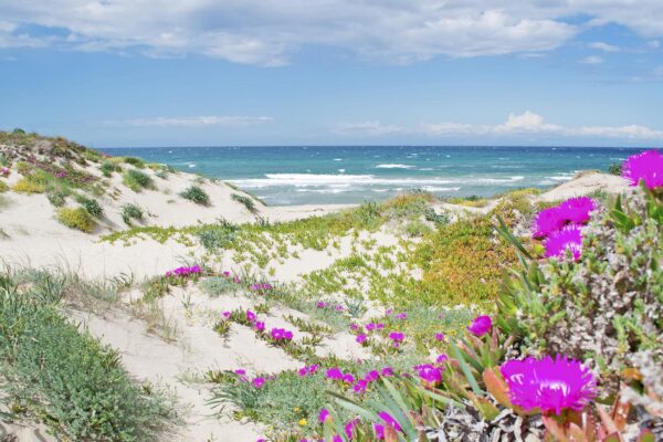 fiori rosa sulla spiaggia fiori rosa sulla spiaggia